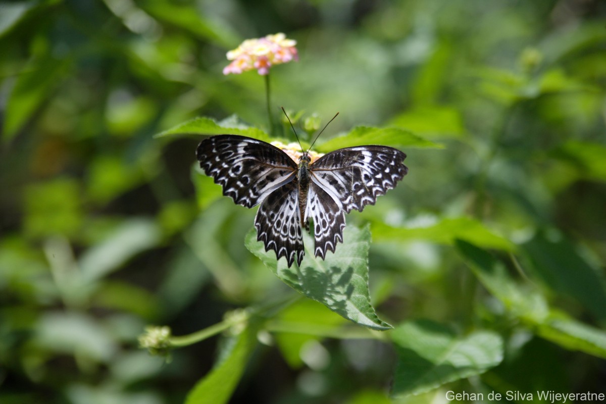 Cethosia nietneri Felder, 1867